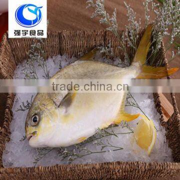 Fish Farming Frozen Whole Round Golden Pompano/Pomfret Seafood