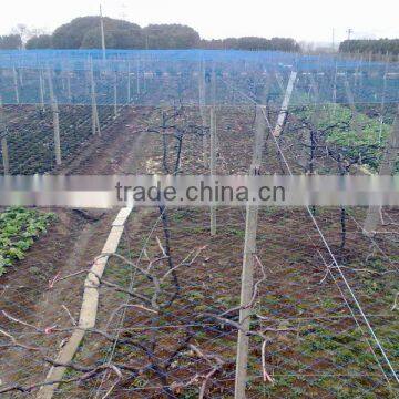 Plastic BOP Netting as Fruit Cage/Anti Bird Net/Plant Protection Net