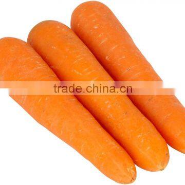 Supply Fresh Carrot With Good Quality for Sale