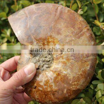 Wholesale Natural Snail Fossils animals fossils