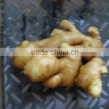 fresh ginger crop2010