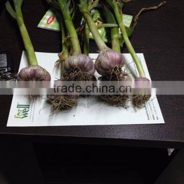 RED AND WHITE GARLIC NEW SEASON photo-6