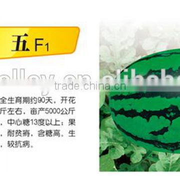 Hybrid F1 Sweet Red Watermelon Seeds For Sale-Sweentess Five F2