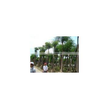 Outdoor Ornamental Landscape Blooming Plants of Delonix Regia (Boj.) Raf