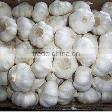 Fresh Garlic