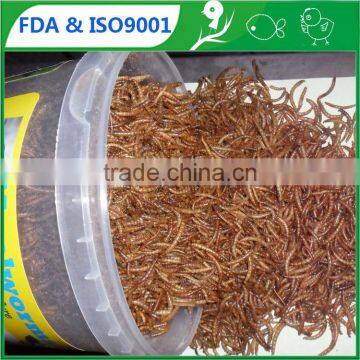 A great source of protein natural food dried mealworm bird food