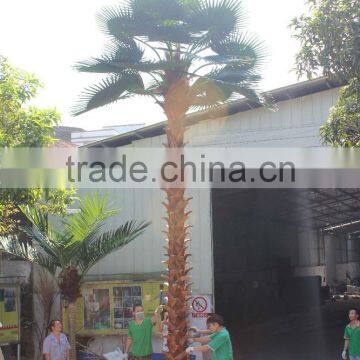 SJ12001117 Indoor palm tree plant/outdoor green palm plants/fan palm plant