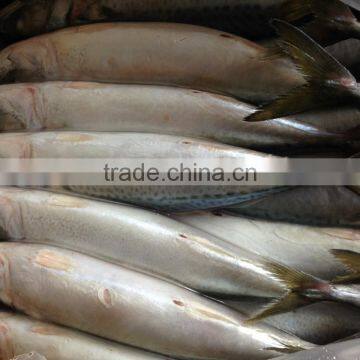 Pacific Mackerel 400~600g photo-3