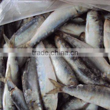 frozen sardine fish for canning