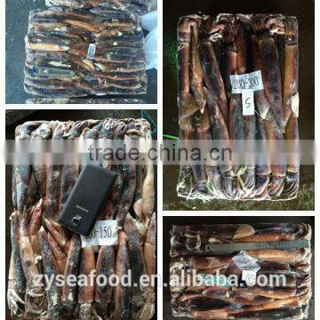 New season china origin illex squid tentacle