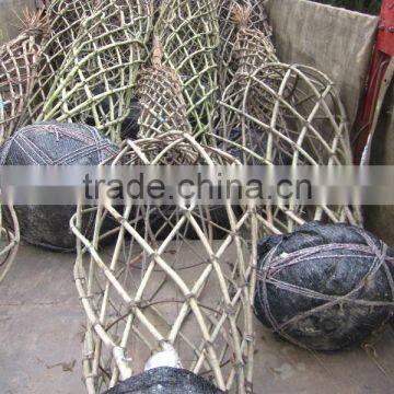 Lagerstroemia Indica Tree Different Shape Downloading photo-4