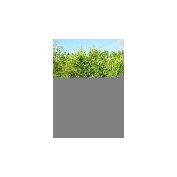 Sell Olive Net