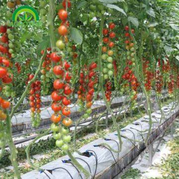 2019 Low Cost Single Tunnel Plastic Film Greenhouse With Hydroponic System for Vegetables photo-2