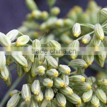 Finest Quality Organic Fennel Seeds At Your Door Step