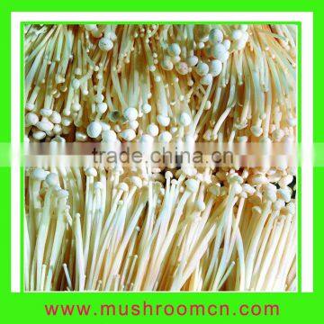 Enoki Mushroom