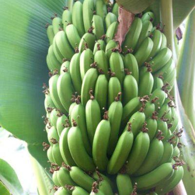 Automatic Industrial Green Banana Peeling Machine/banana Peeling Equipment/plantain Peeler Machine Skin Peel Removing Machine photo-5