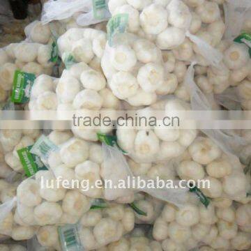 Shandong Jinxiang Garlic