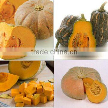 FRESH PUMPKIN PREMIUM QUALITY COMPETITVE PRICE