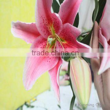 Yunnan Kunming cut flowers Oriental Hybrid Lily