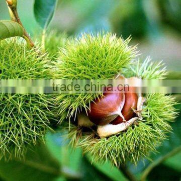 2016 raw Organic chinese chestnuts manufacture