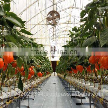 Multi Span Greenhouse for Hydroponics and irrigation systems