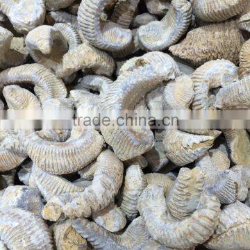 Natural Ammonite Fossils Raw Crystal Stones For Sale