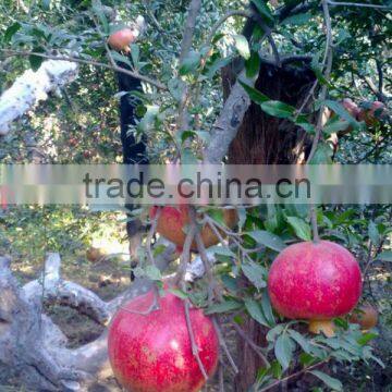 Fresh Pomegranate