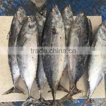 TOP Qualiyt 750g up Frozen Bonito Tuna for Market