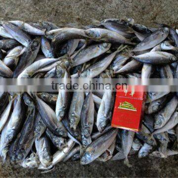 size 20-30pcs/kg big eye round scad