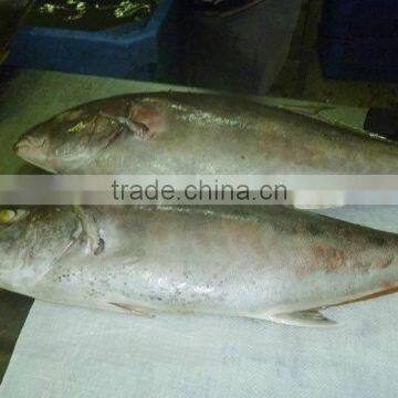 Whole Round Bigeye Trevally Frozen Fish photo-2