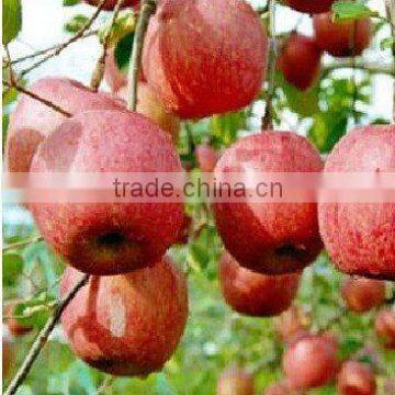 Shandong Yantai delicious Gala Apple