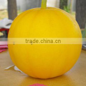 Hybrid Yellow Japanese Sweet Melon Seeds For Planting Good Flavor-East Giant F1