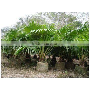 Ornamental Plant Livistona Chinensis