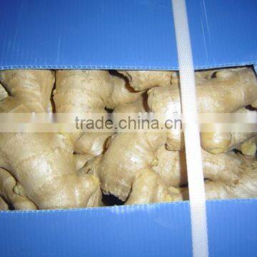 New Crop China Fresh Ginger for Sale photo-5