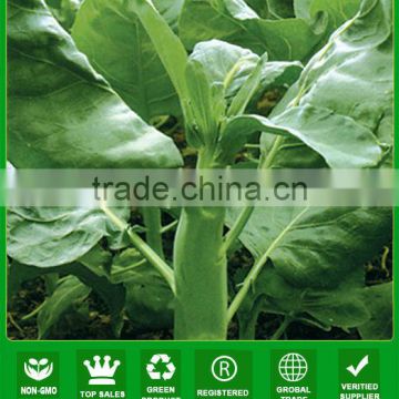 KL02 Cutiao yellow flower green chinese broccoli seeds kailan seeds