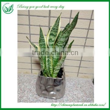 Ornamental Sansevieria Snake Plant