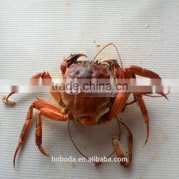 Crabs Continouous Microwave Cooker photo-2
