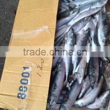 cobia fish of pacific mackerel