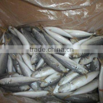 Frozen IQF Horse Mackerel Fish photo-2
