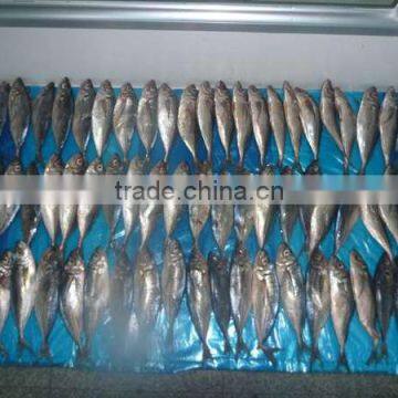 Trachurus Japnonicus Frozen Horse Mackerel Fish photo-2