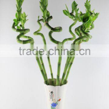 Lotus Bamboo Indoor Plant 40cm photo-3