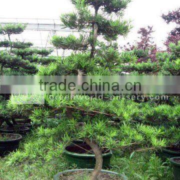 podocarpus macrophyllus big bonsai trees potted