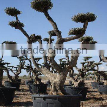 Olea Europaea "Pompon"old Skin Trunk photo-3