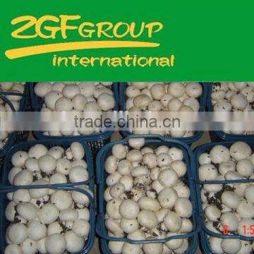 Chinese IQF Frozen Cut White Button Mushroom