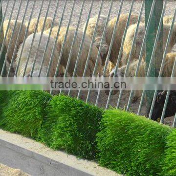 Hydroponic Sprouted Grains System for Livestock,animal,cattle,sheep photo-2