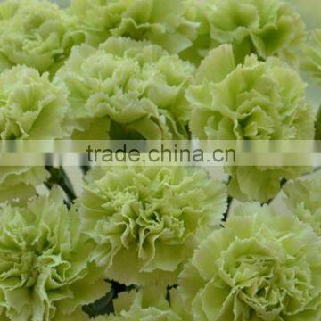 Color Green Lady fresh cut carnation flowers beautiful