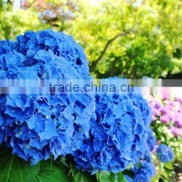 Best quality Crazy Selling classical nice styles hydrangeas