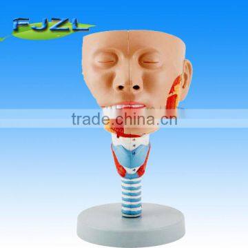 Head with Pharynx Muscles model