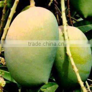 VIETNAM FRESH MANGO