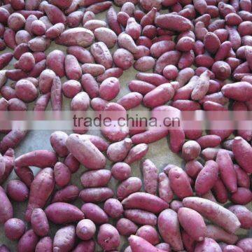 Exporter Supply Yummy Fresh Purple Sweet Potato photo-3